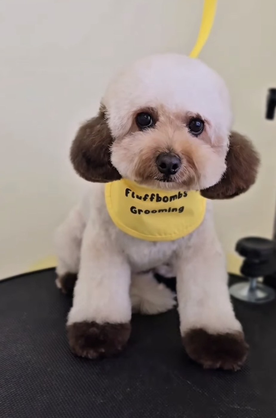 White and chocolate parti poodle in a yellow Fluffbombs bandana