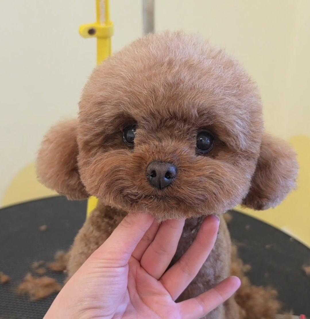 Red toy poodle with a round teddy bear head and fluffy ears