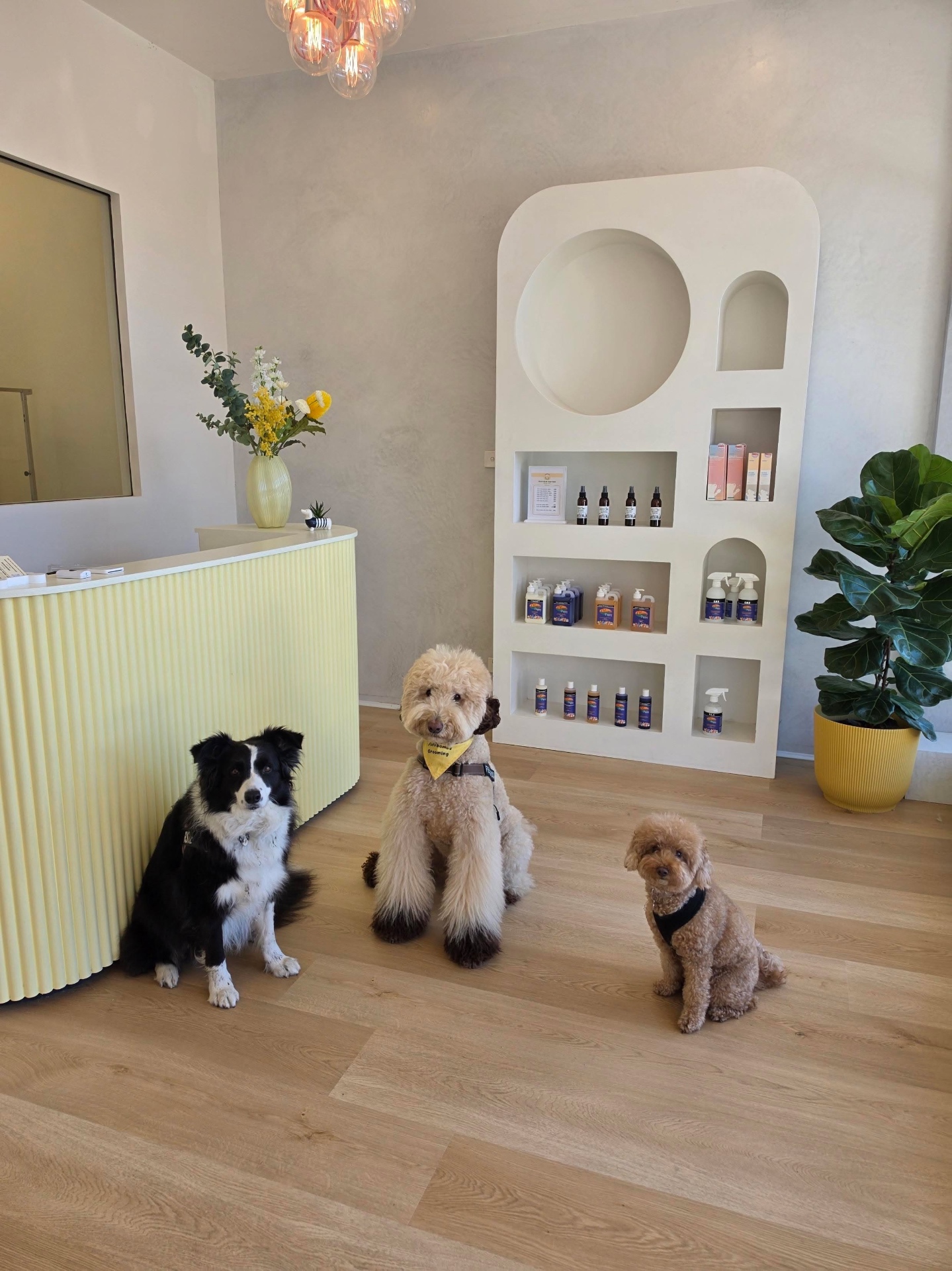 Rosie the border collie, Fergus the cream standard poodle and Mimi the apricot toy poodle sitting in the Fluffbombs salon reception