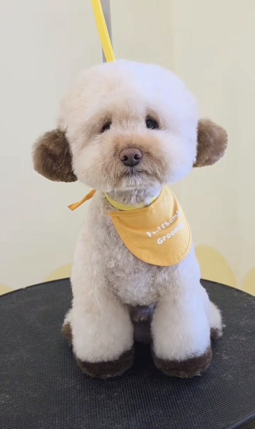 Cream and brown parti poodle with a fluffy round teddy bear head