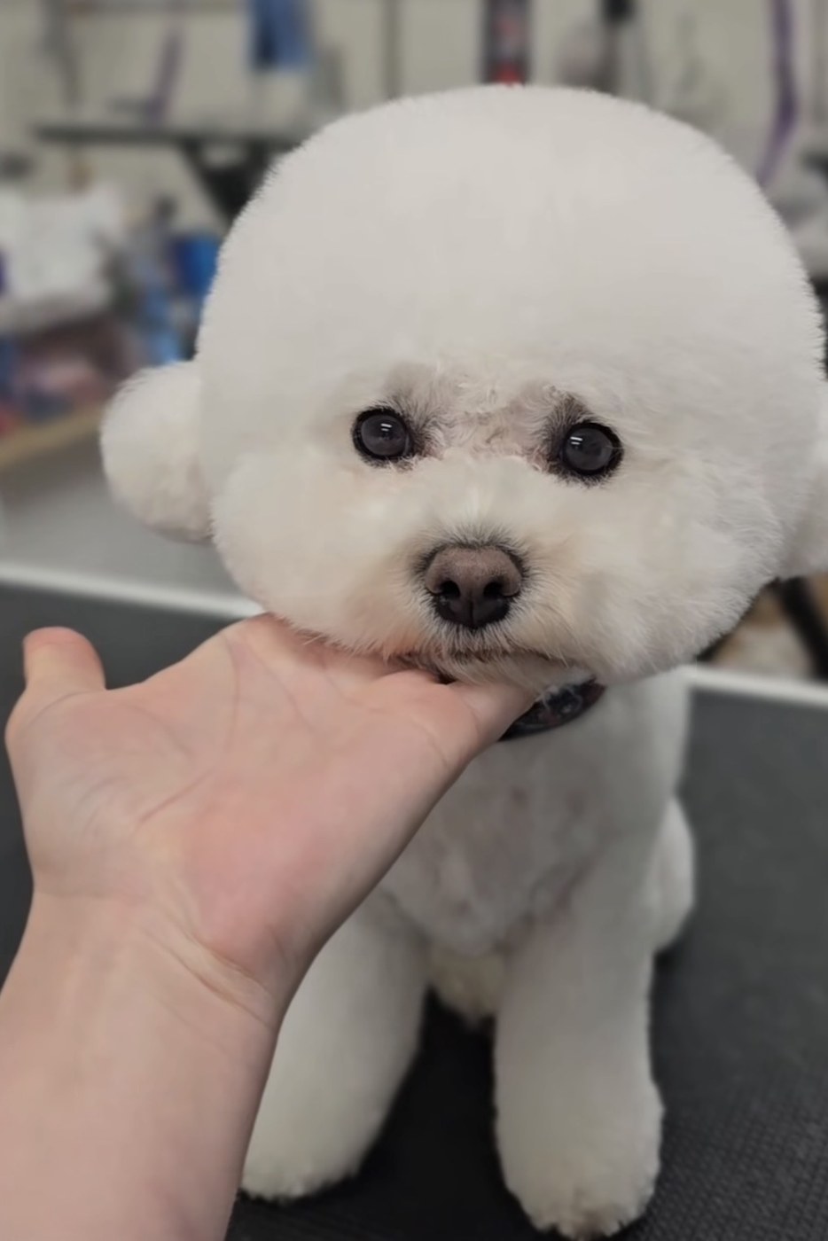 Bichon frise with a sculpted round teddy bear head