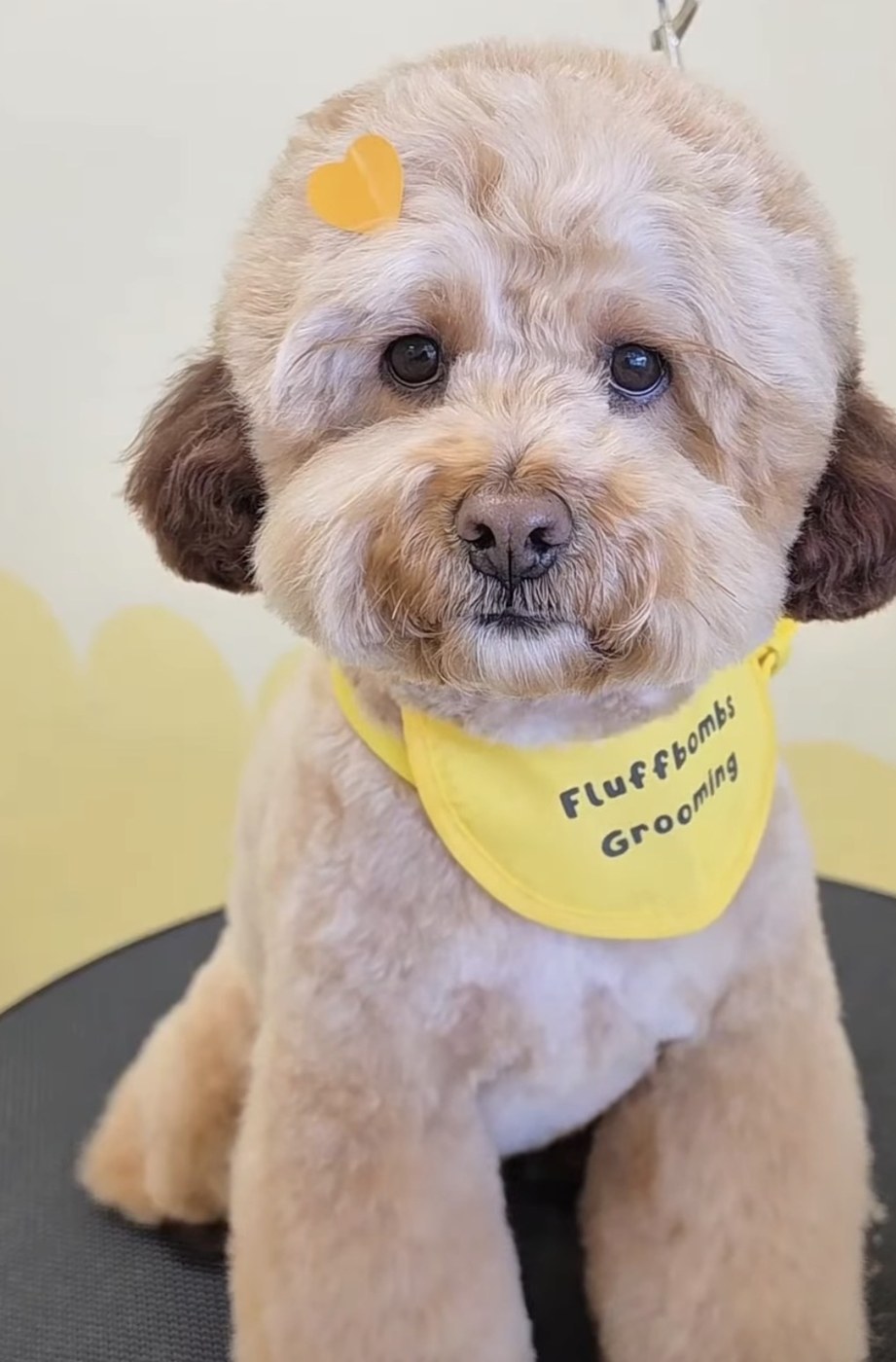 Cream toy poodle with a teddy bear trim wearing a Fluffbombs Grooming bandana