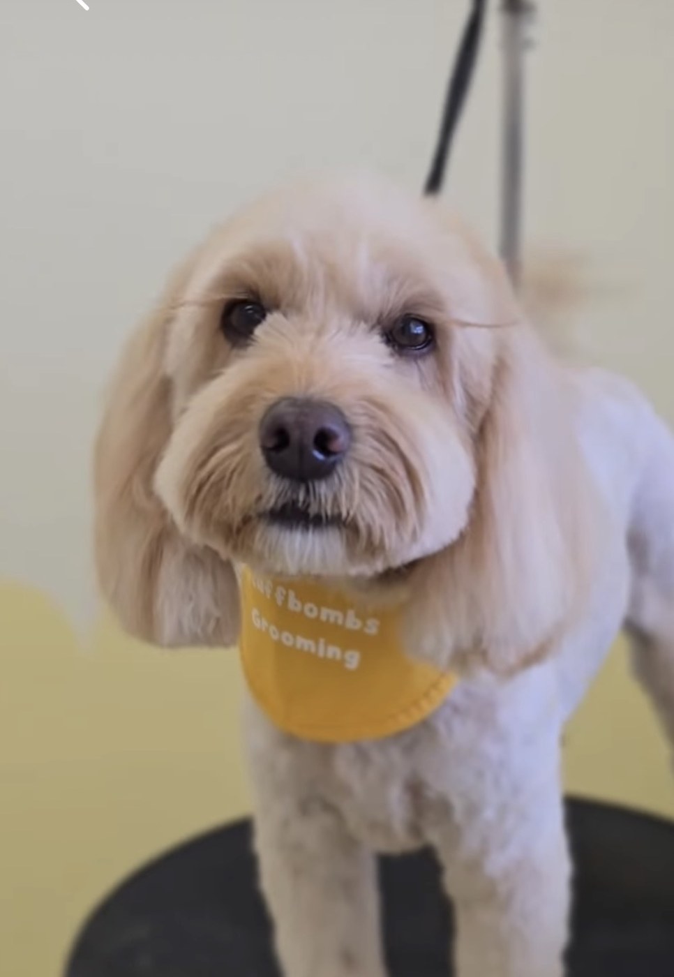 Apricot cavoodle with a soft rounded face trim and Fluffbombs bandana