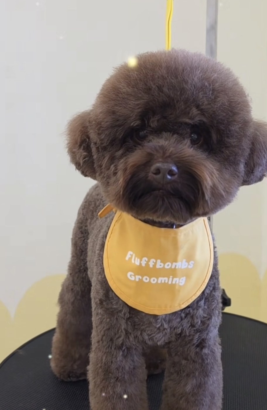 Chocolate toy poodle in a mustard Fluffbombs bandana after a teddy bear groom