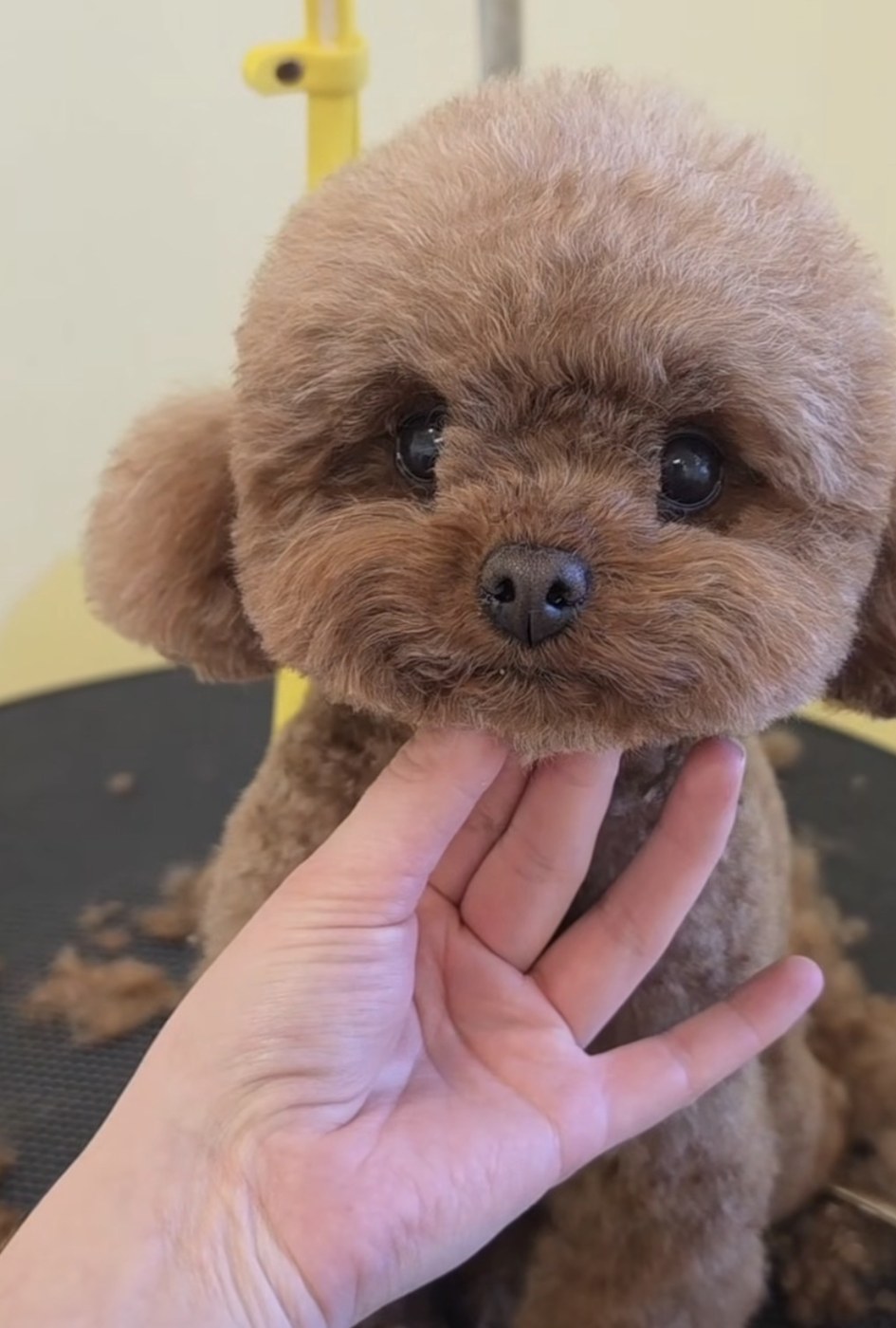 Red toy poodle with a perfectly round teddy bear head being held gently by a groomer